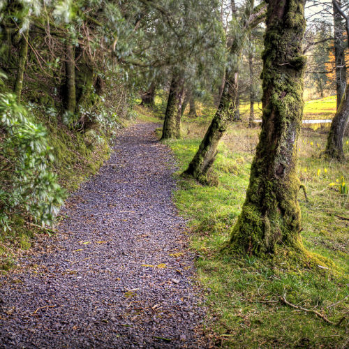 Woodland walk